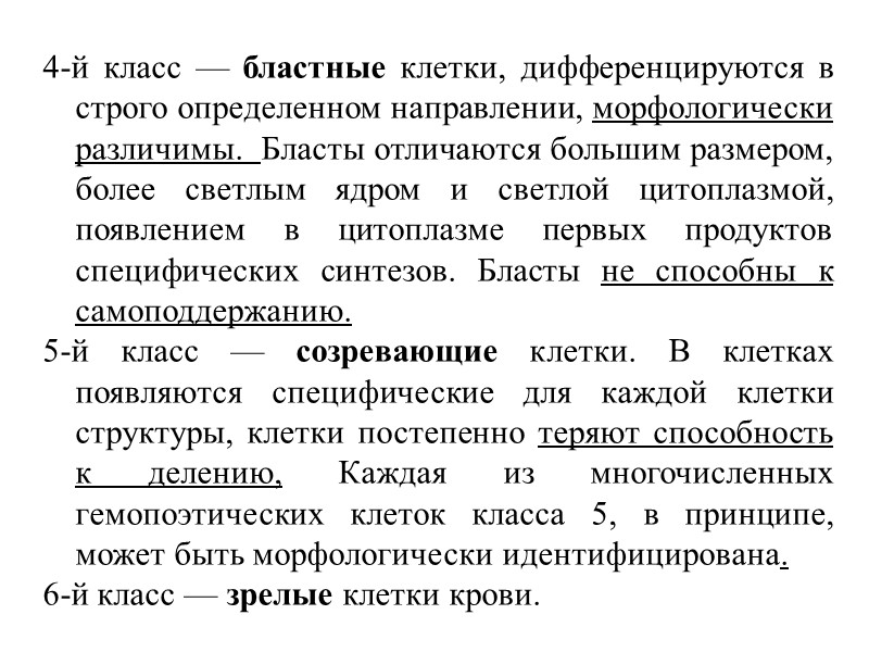 4-й класс — бластные клетки, дифференцируются в строго определенном направлении, морфологически различимы.  Бласты